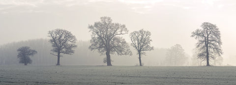 "Mystical Woods" by Assaf Frank