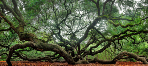 "Everlasting Life" by Phil Crawshay